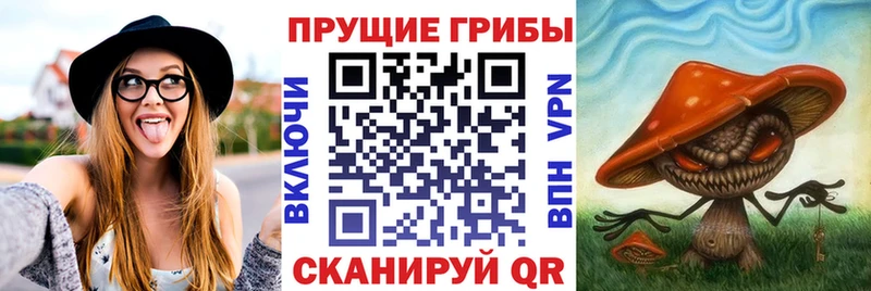 Купить  Пыталово  Псилоцибиновые грибы Psilocybine cubensis 
